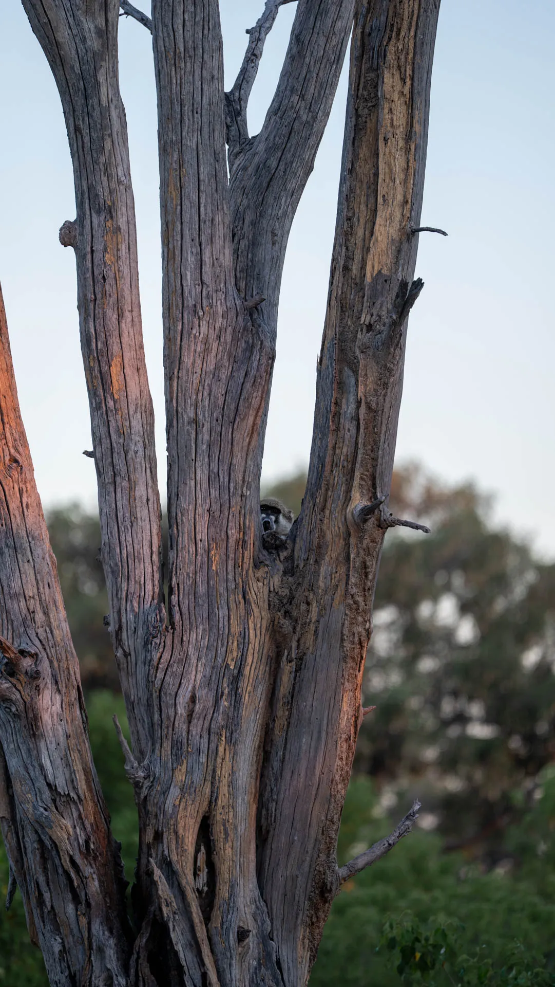 A Chacma Baboon sneaks a peak at us through the tree, before climbing high to catch the morning sun.
