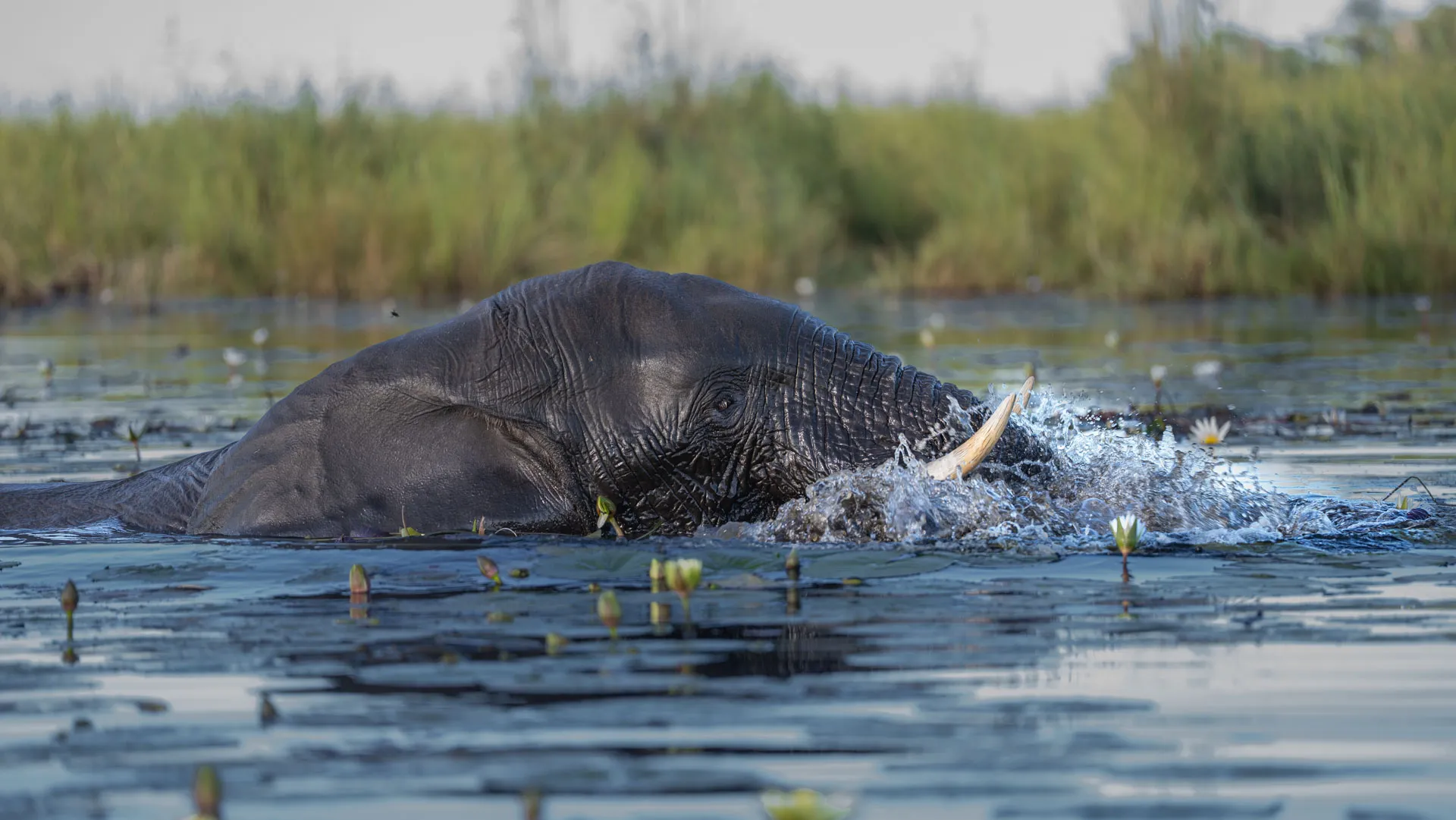 An elephant bull forages on waterlily roots, splashing and thrashing the strands through the water to remove any remaining debris.