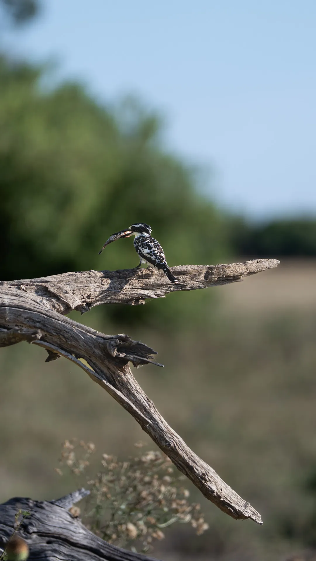A Pied Kingfisher with a freshly caught fish in its beak