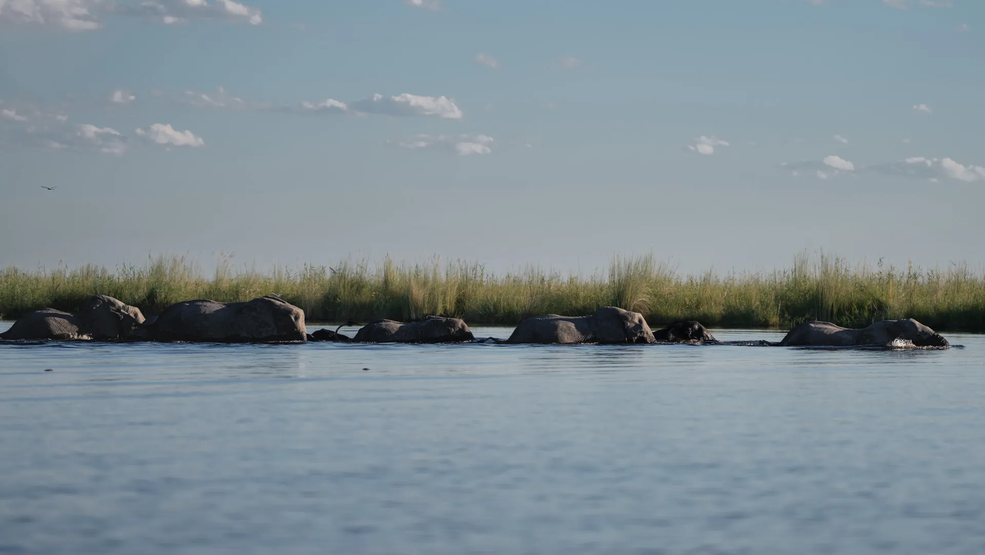 A herd of elephants wades through the water with papyrus reeds in the background