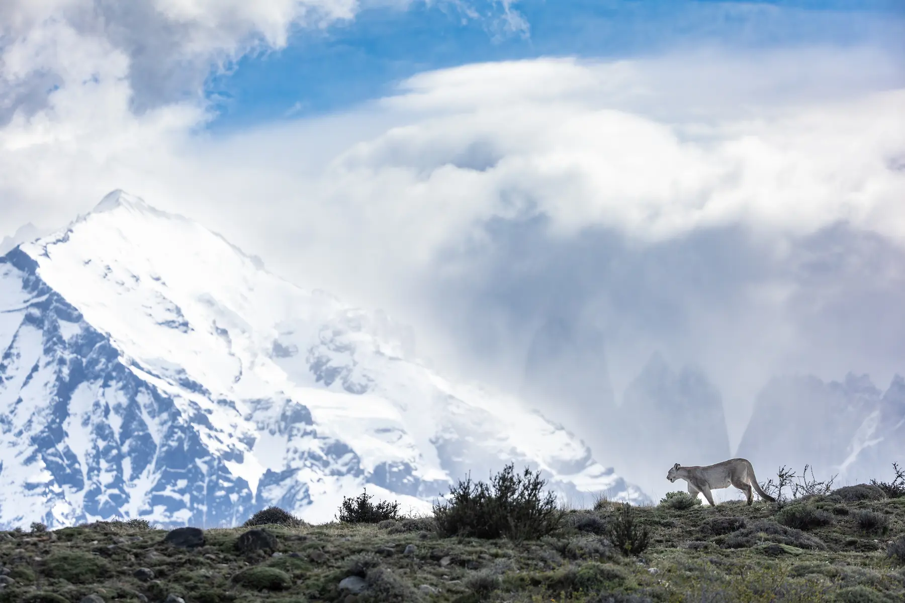 Puma walking in Torres del Paine National Park, Chilean Patagonia. Photo Nick Kleer.