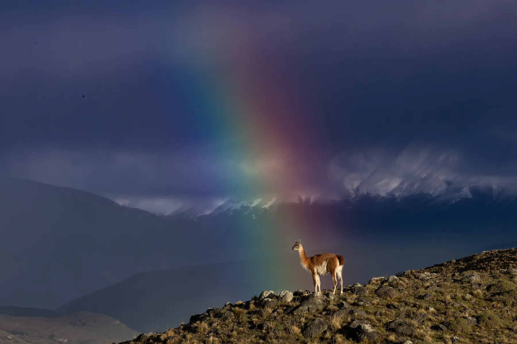 Guanacos grazing on Patagonian plains with granite peaks behind
