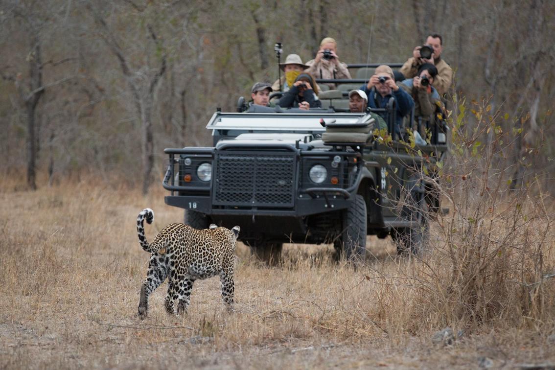 leopard on safari