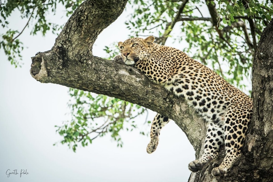 leopard in a tree