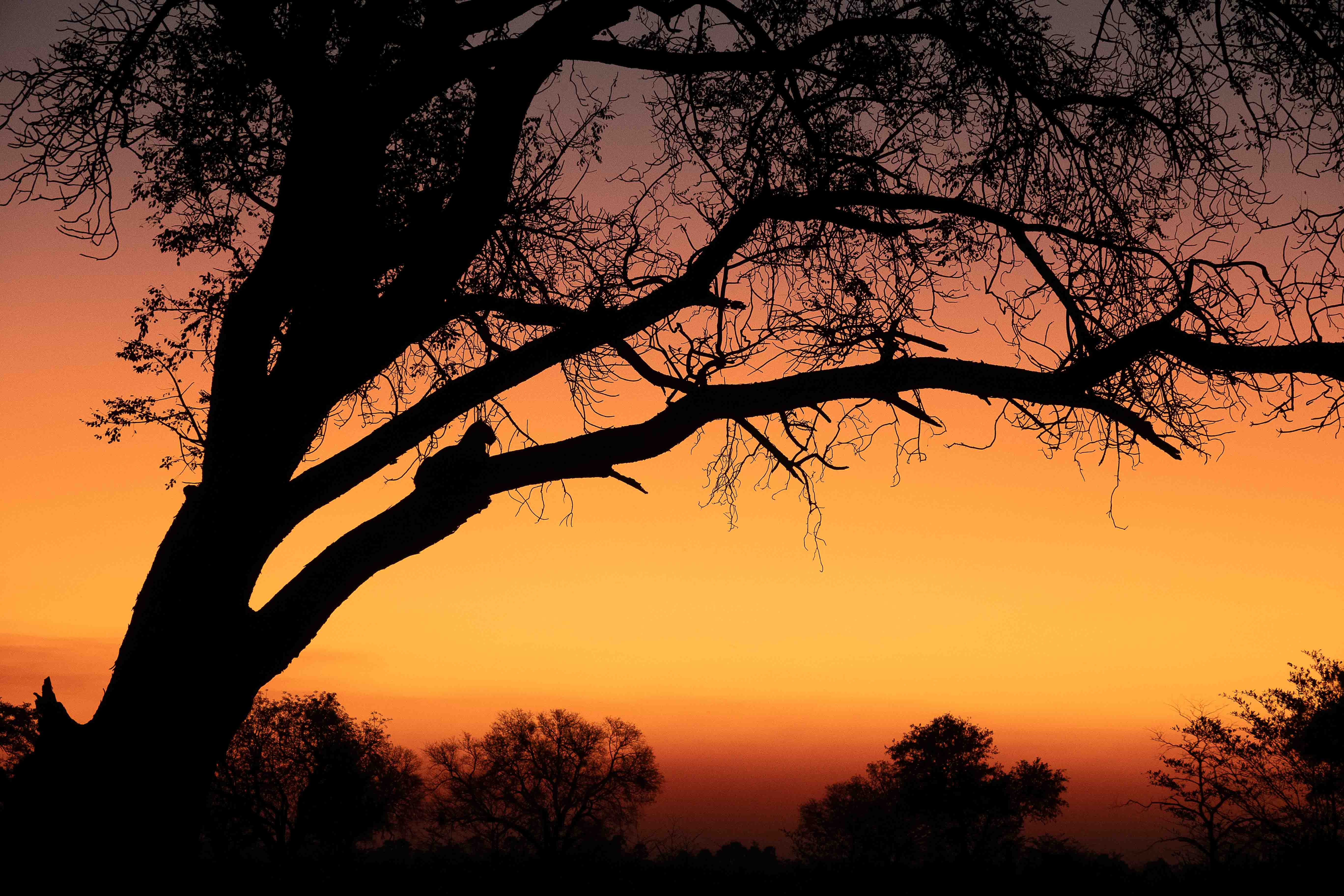 leopard silhouette sunset