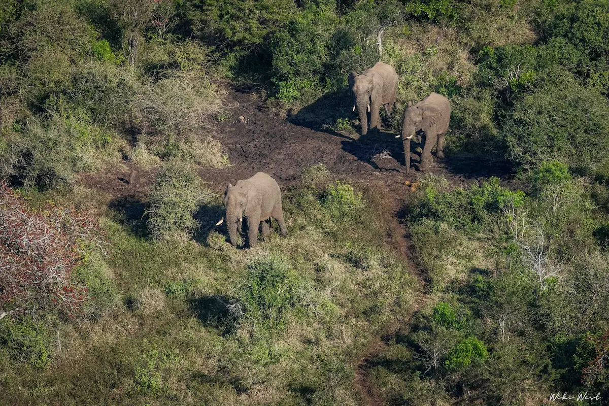 Three elephant bulls in HluHluwe iMfolozi Park. Elephant management is yet another point of contention illustrating the rapidly closing noose of reserve funding shortfalls. Photo Wiki West.