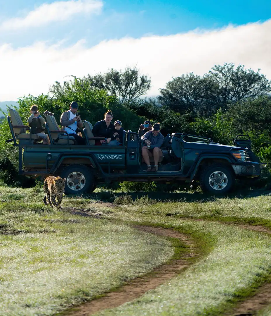 safari tourists on a vehicle watching leopard