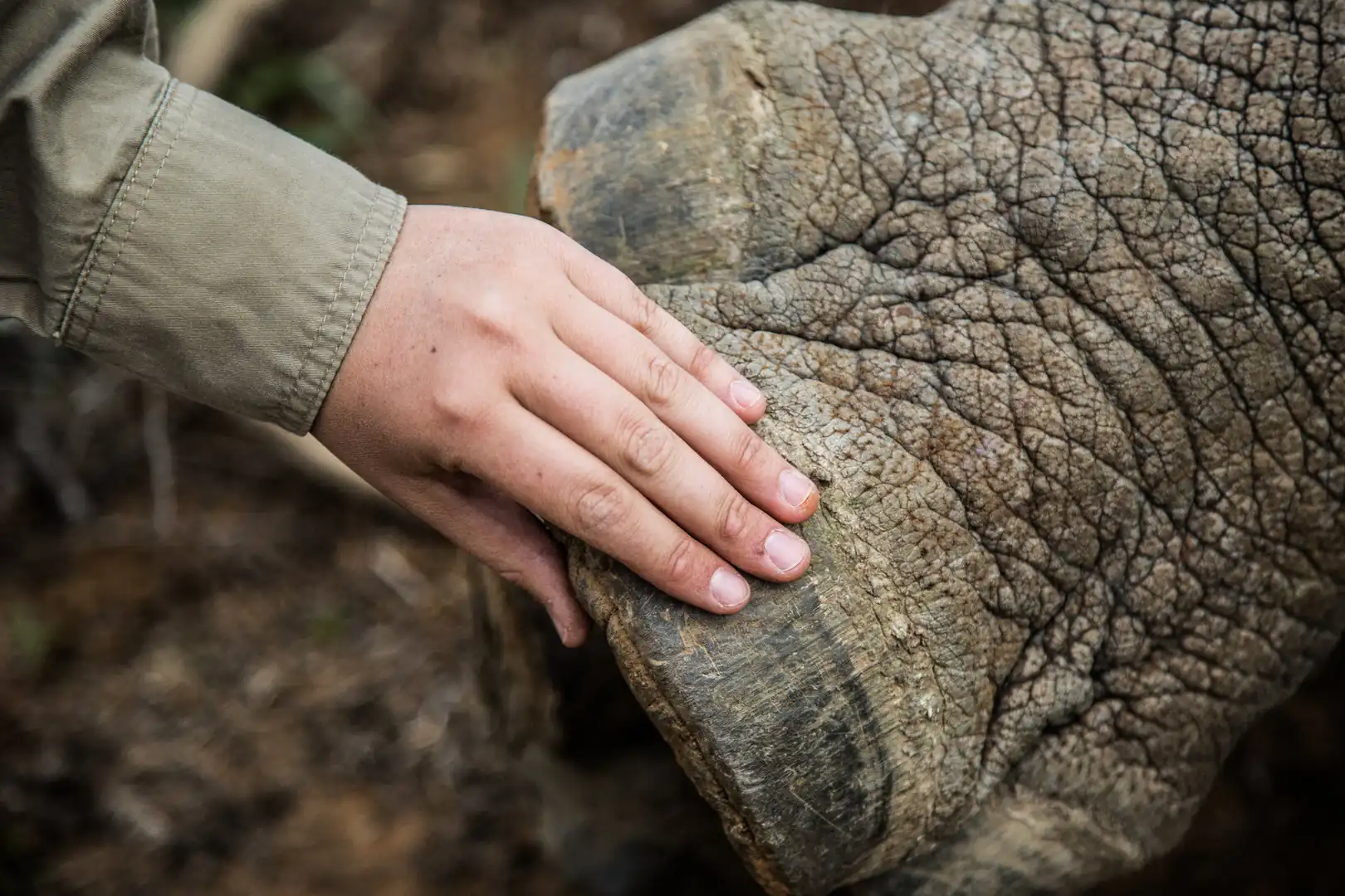 human hand touching rhino foot