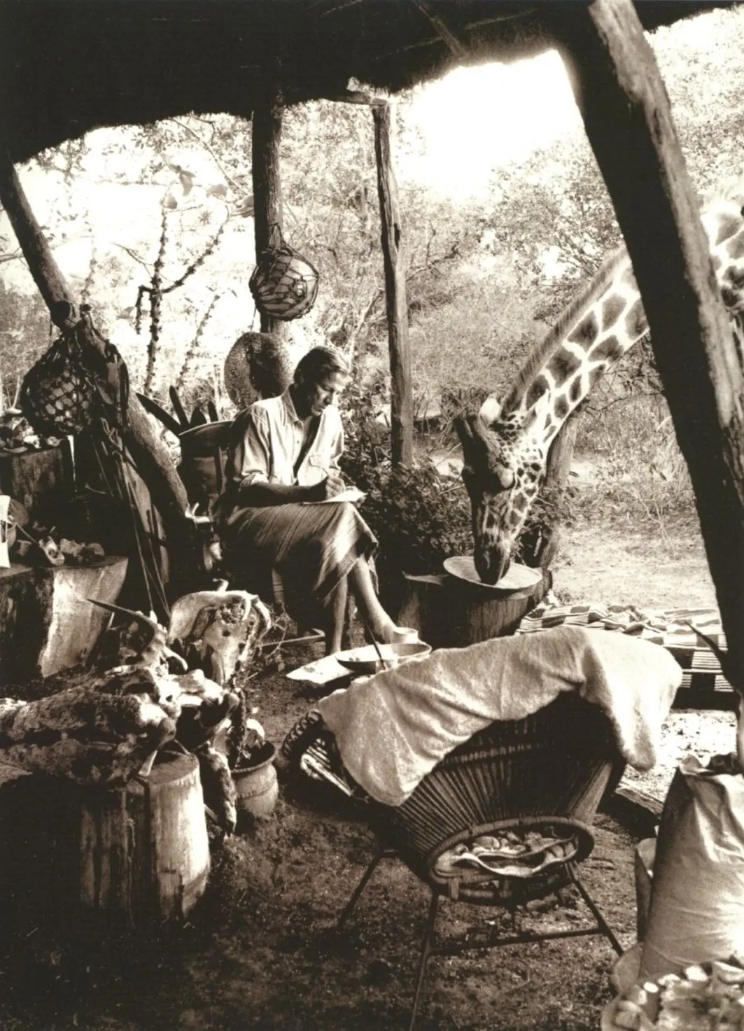 Archival sepia photograph of a man writing in a thatched shelter as a giraffe feeds beside her