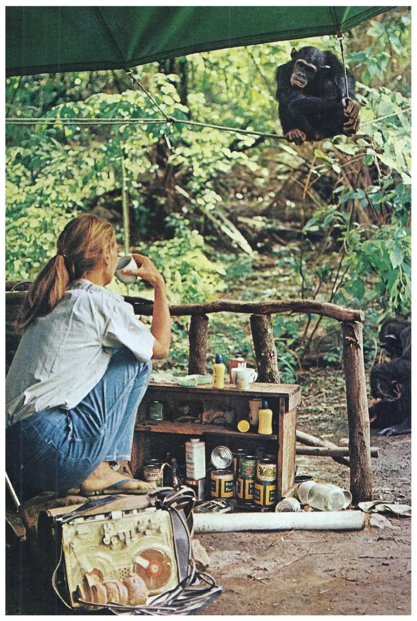 Jane Goodall drinking tea at a bush camp table while a chimpanzee watches from a rope overhead