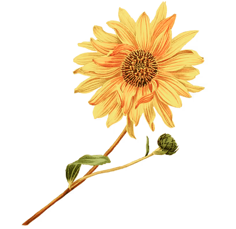 Illustration of a yellow sunflower with orange accents.