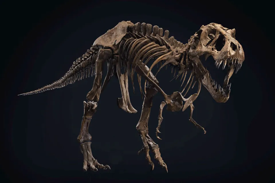 Shen Tyrannosaurus Rex Skeleton