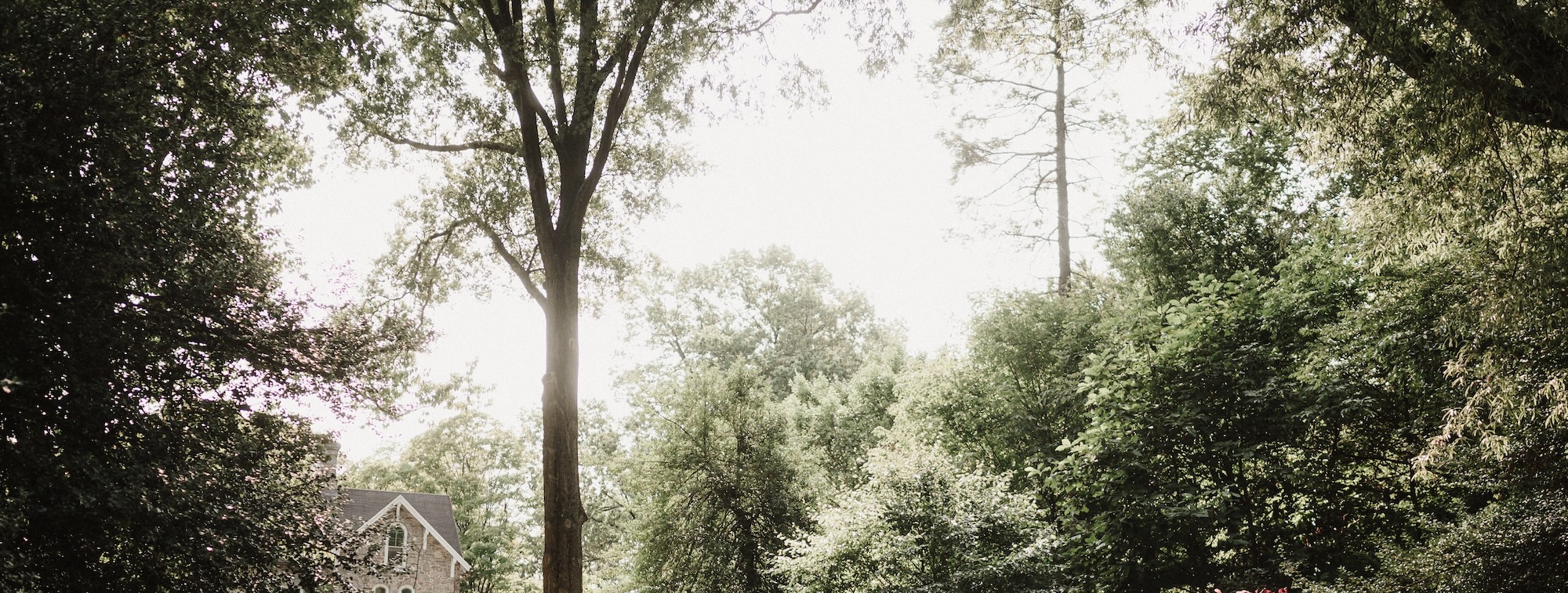 Canopy of trees at Portico Awbury Arboretum