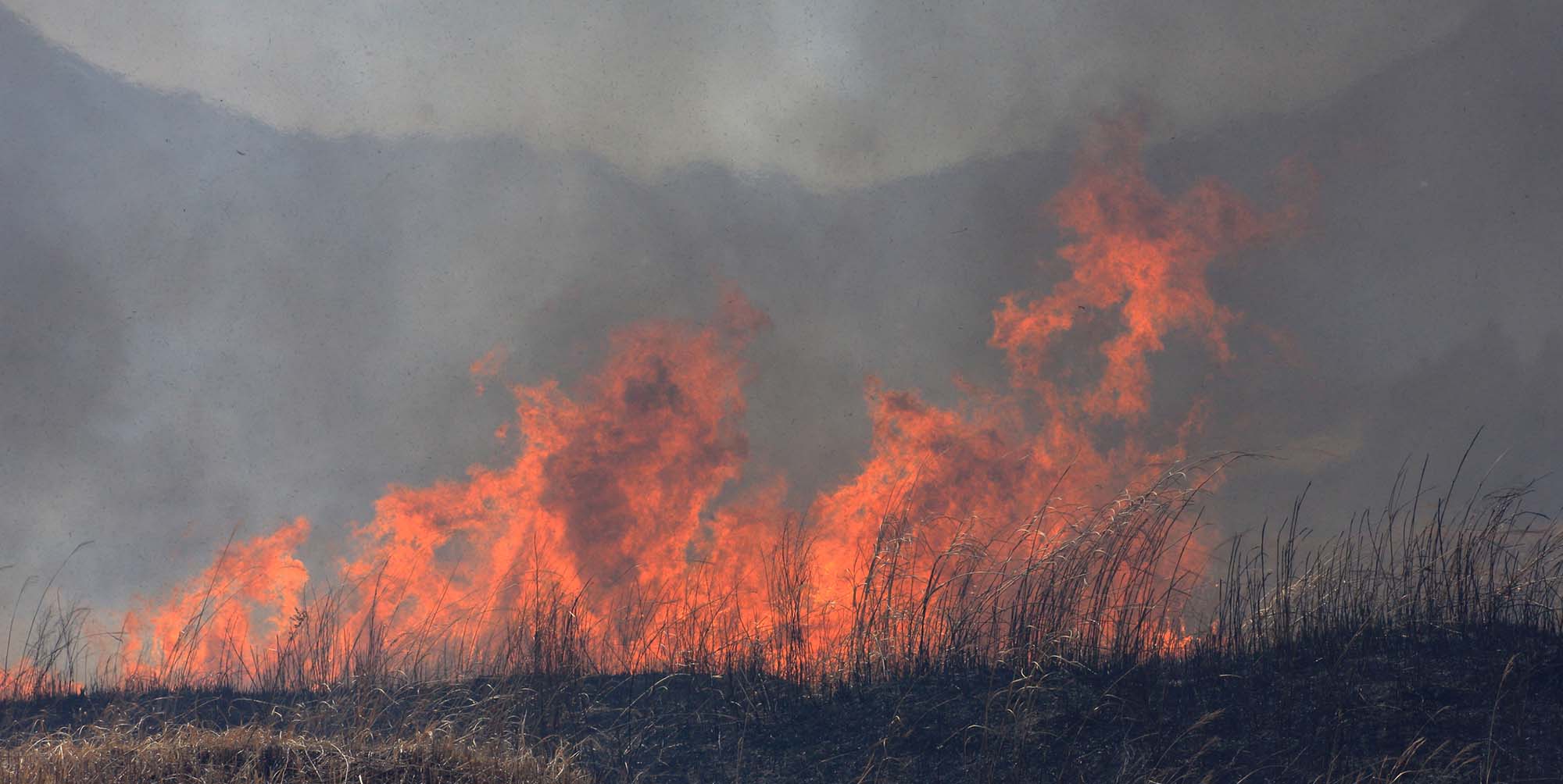 A wall of dark thick smoke rises from a prescribed burn.