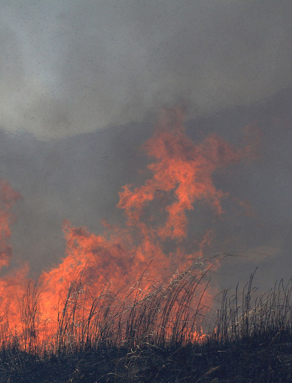 A wall of dark thick smoke rises from a prescribed burn.