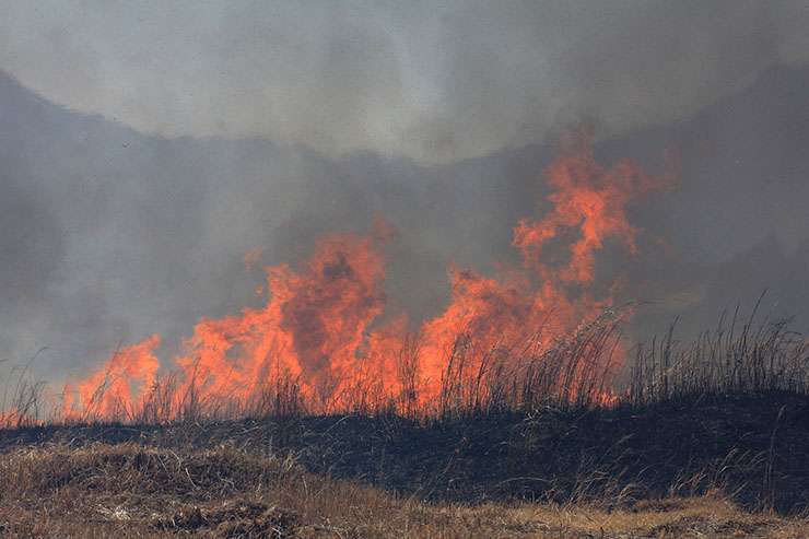 A wall of dark thick smoke rises from a prescribed burn.