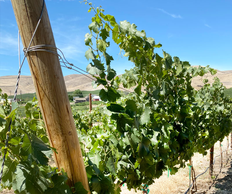 Treveri Cellars