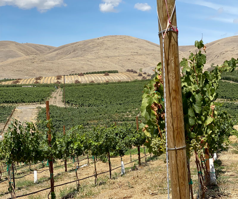 Treveri Cellars