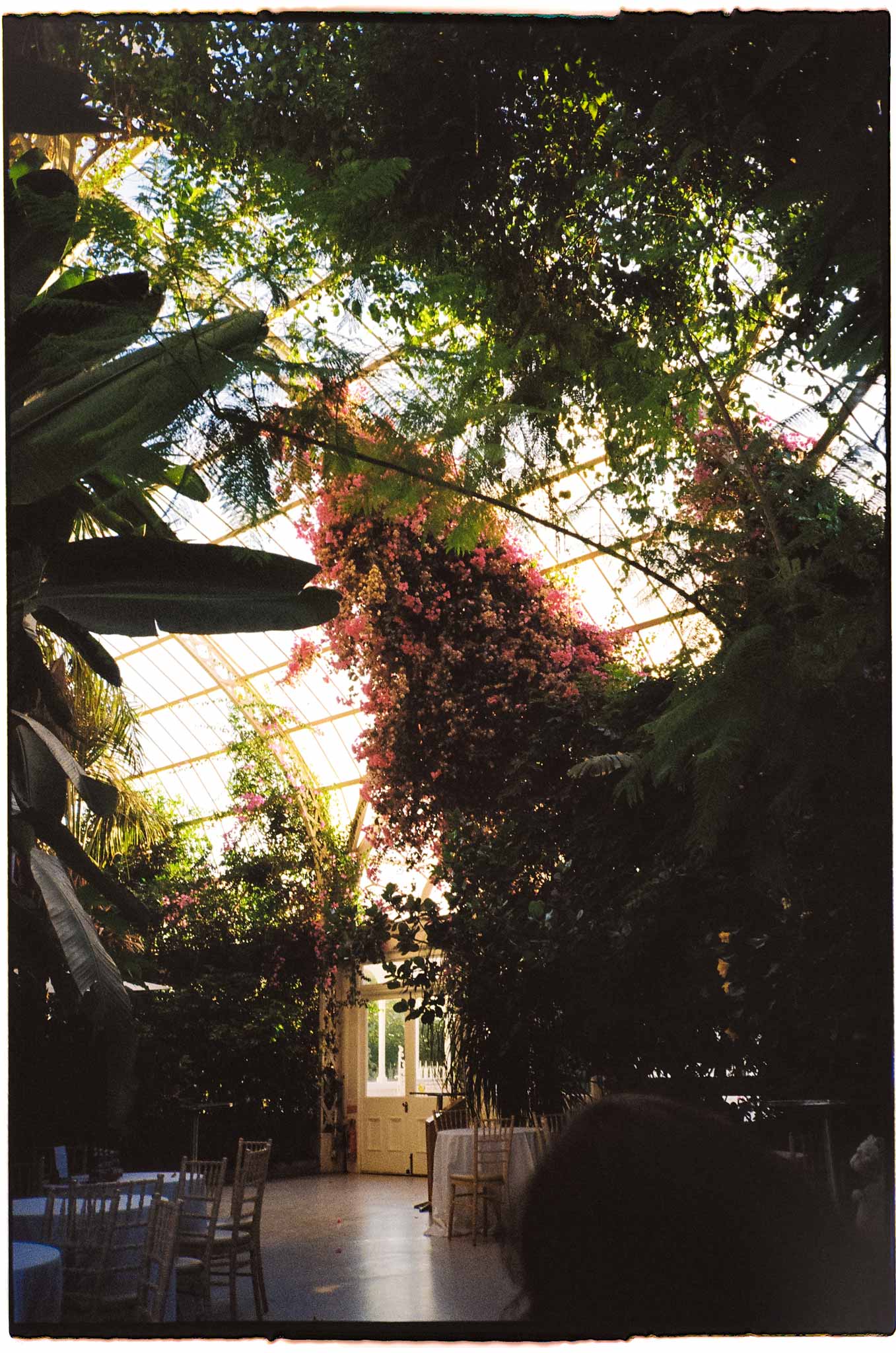 35mm film photo of the foliage Sefton Park Palm House in Liverpool, captured by Cheshire Wedding Photographers Paul and Nanda.