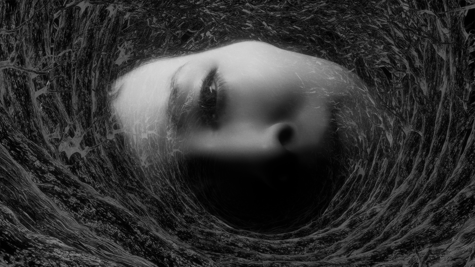 Close-up view of concentric tree rings with light streaks across the image, resembling a woodcut pattern.