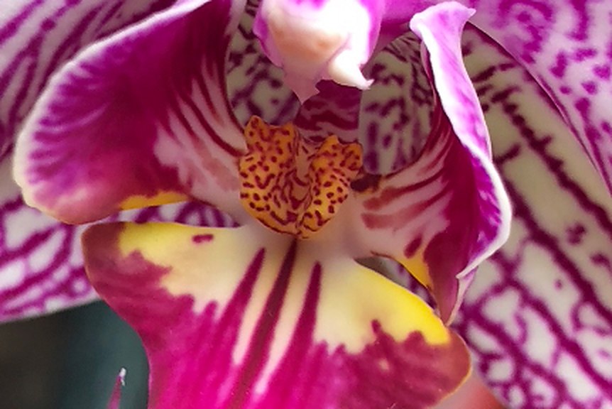 Close view of a magenta orchid