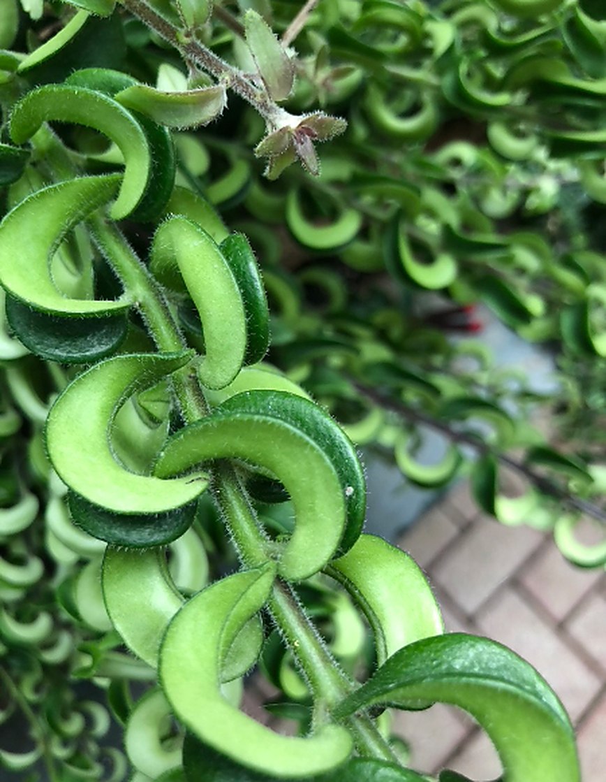 Close view of a coiled green succulent