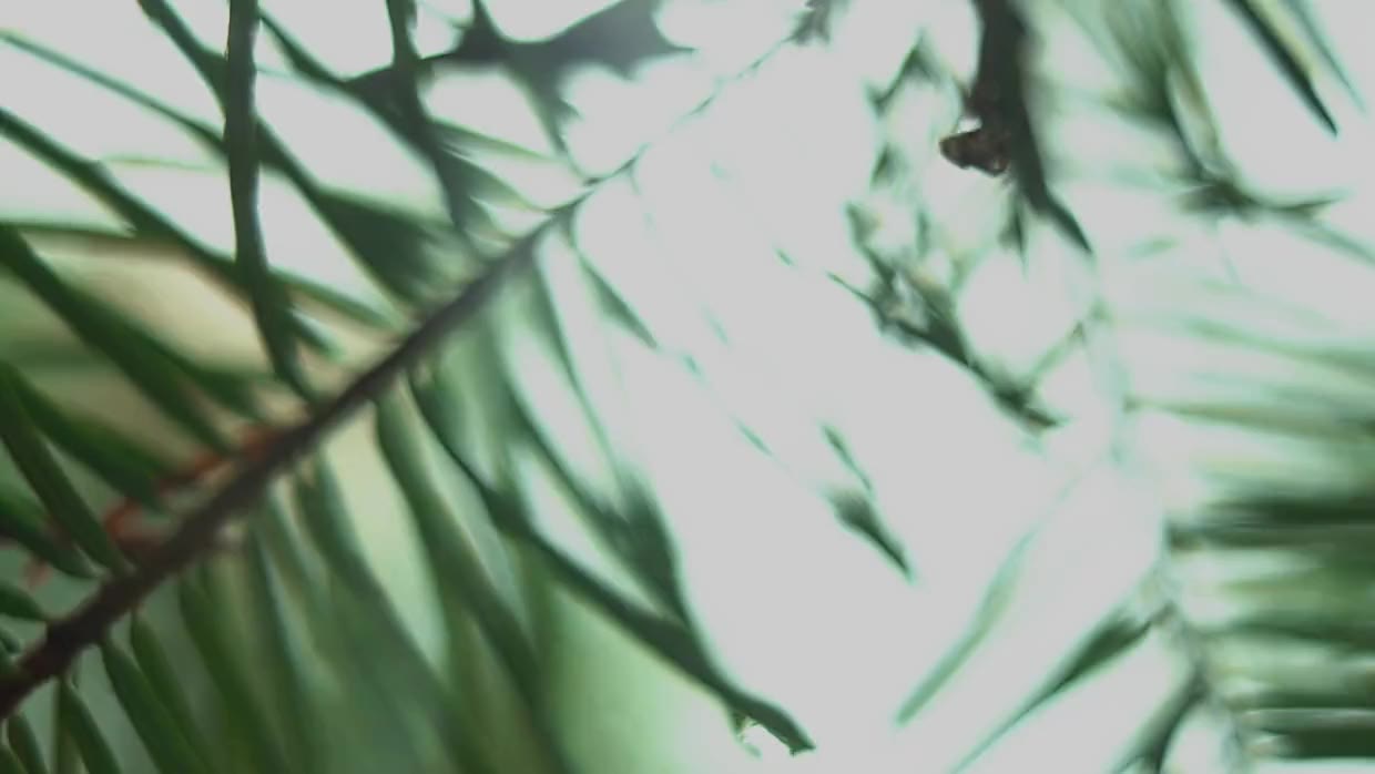 Palm fronds shifting against a bright sky