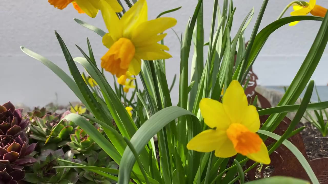 Daffodils moving in the wind against a pale wall