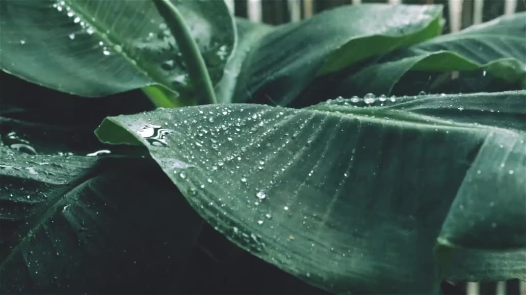 Rain beading along broad green leaves