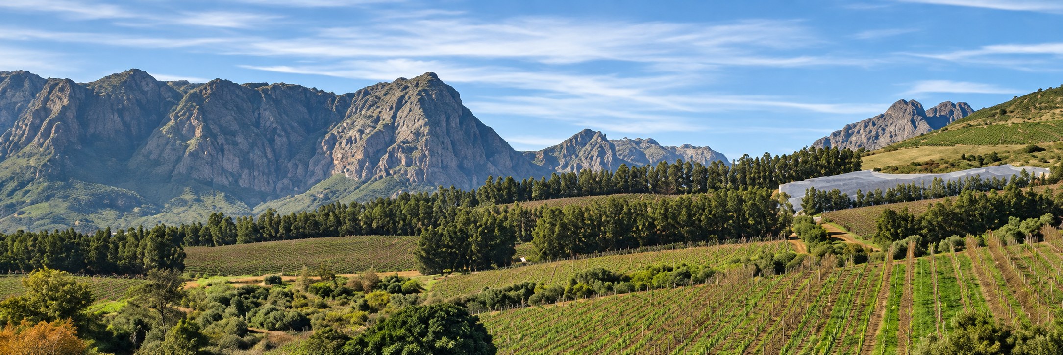 Vineyard rows running out to a mountain range