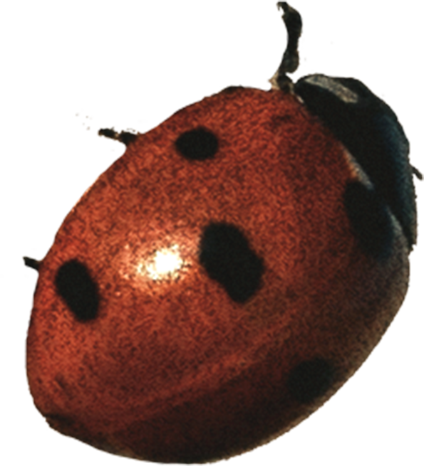 Ladybug