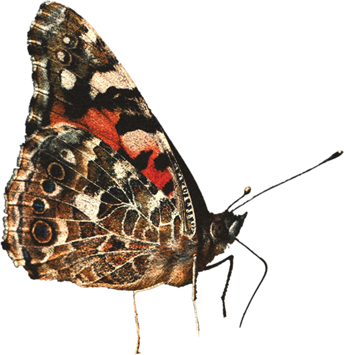 Ladybug