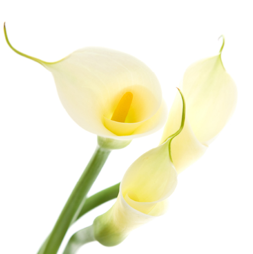 Calla Lily