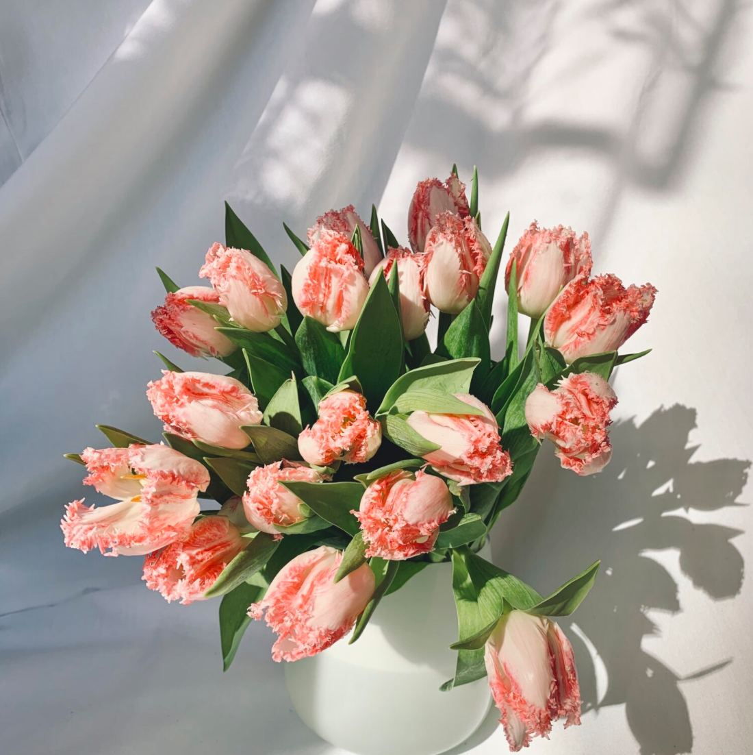 Tulip