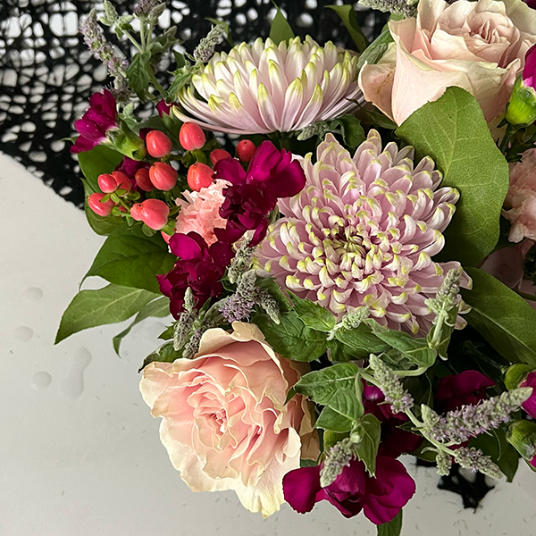 Chrysanthemum