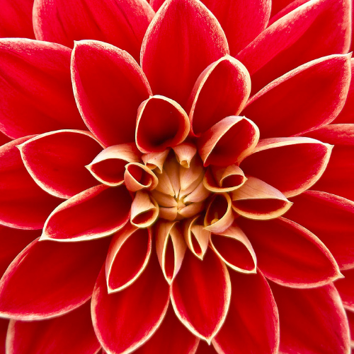 Dahlia