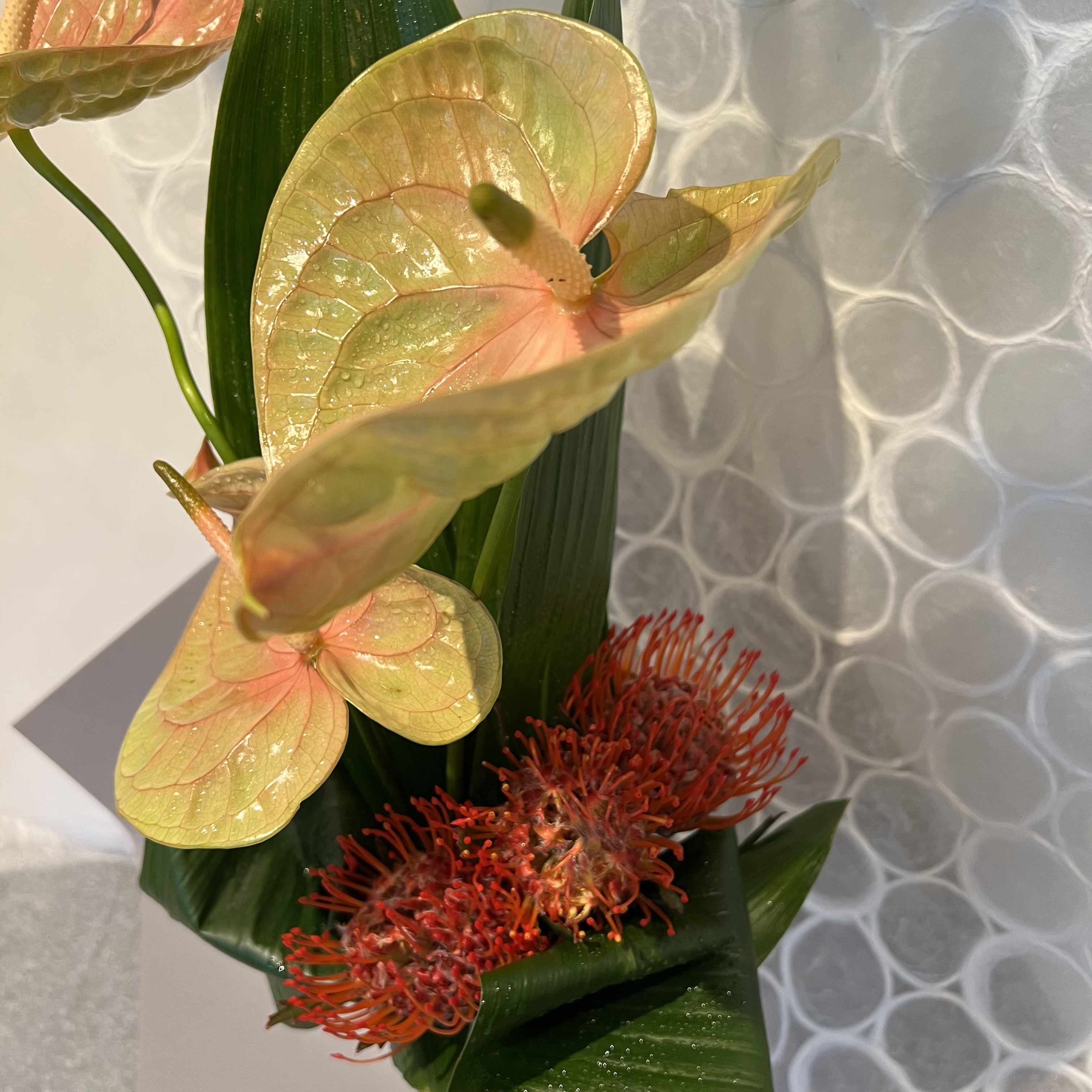 Anthurium