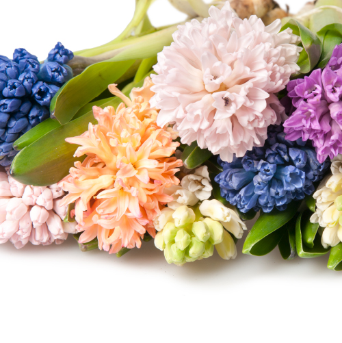 Hyacinth