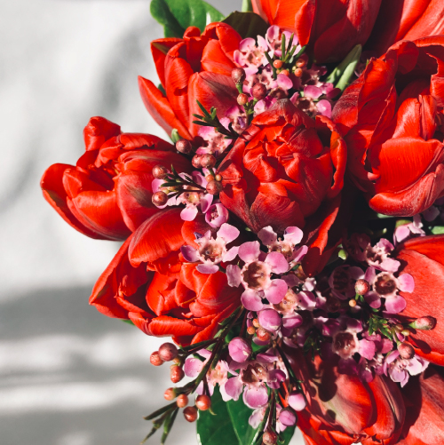 Wax Flower