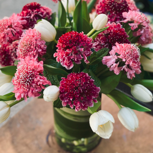 Scabiosa