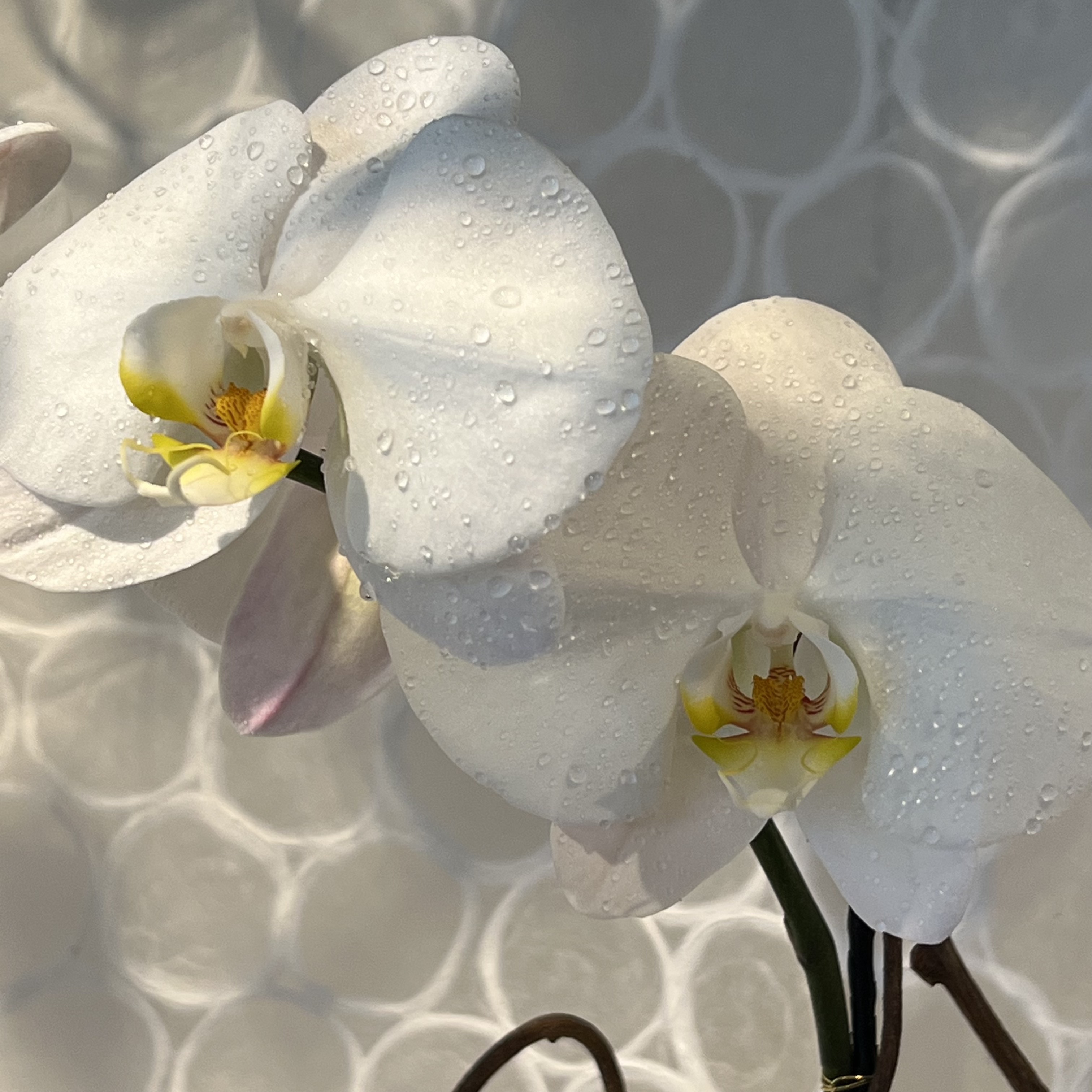 Phalaenopsis Orchid