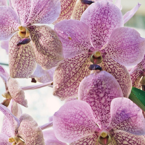 Vanda Orchid