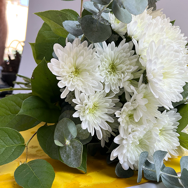 Eucalyptus