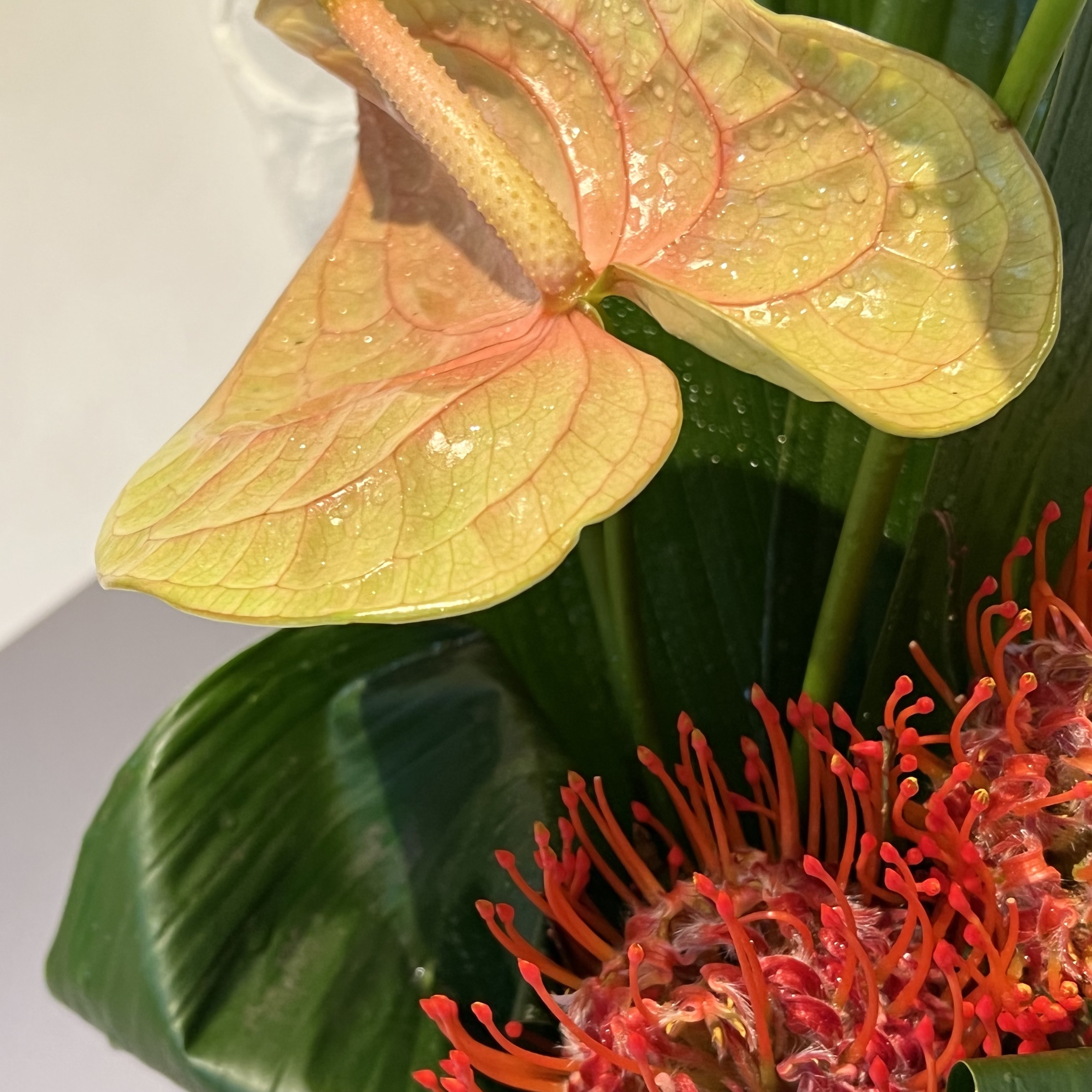 Aspidistra