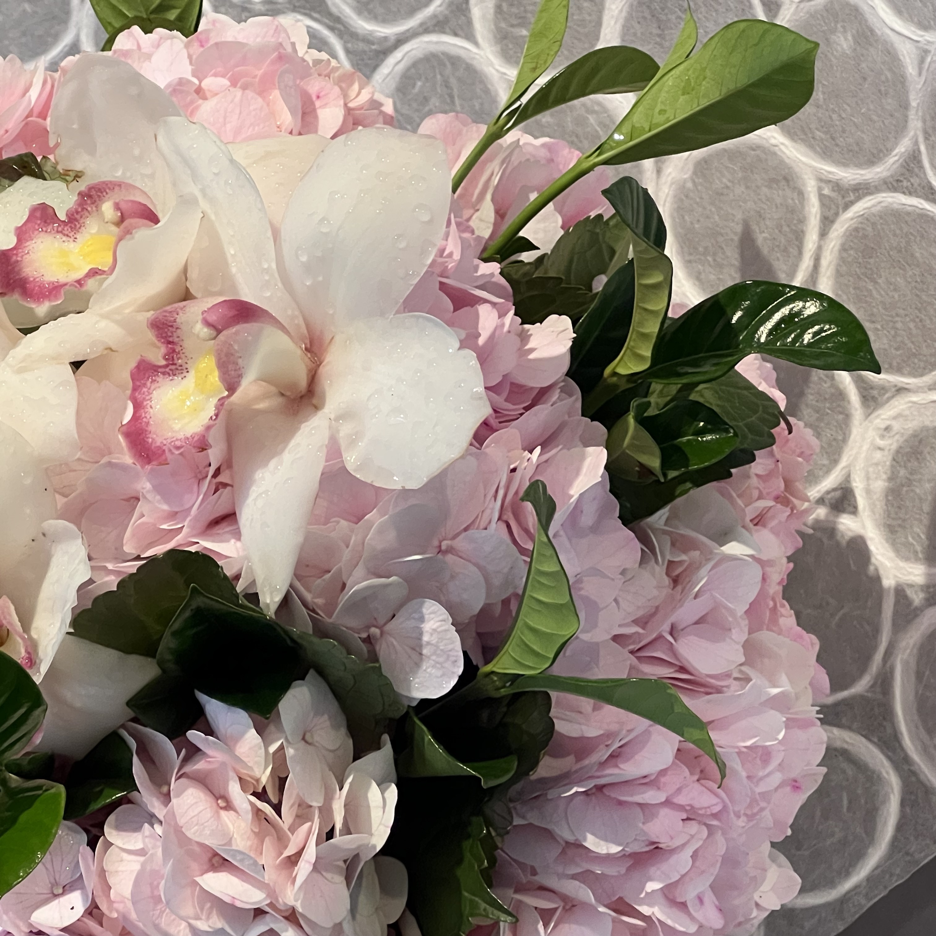 Cymbidium Orchid