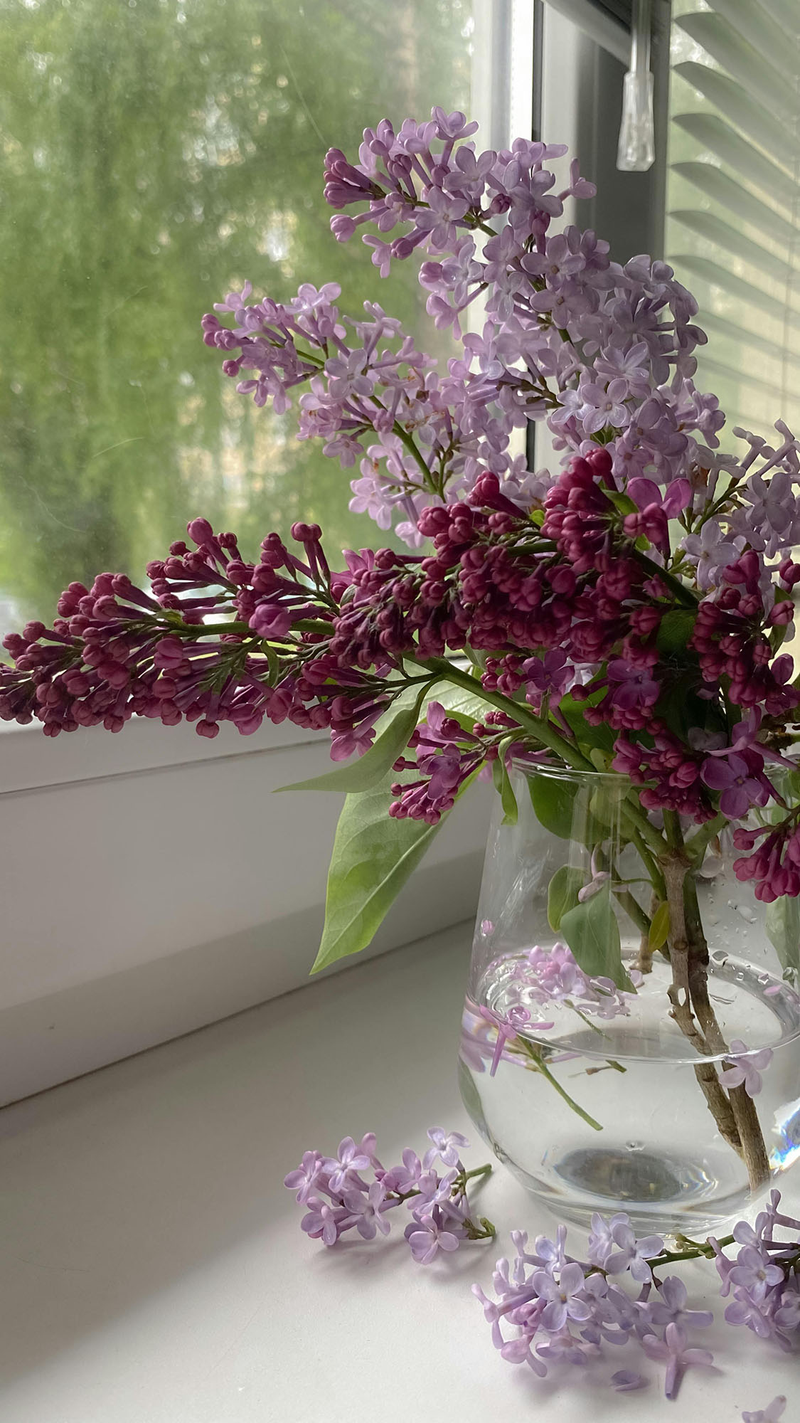 Lilac blooms for a springtime New York City delivery
