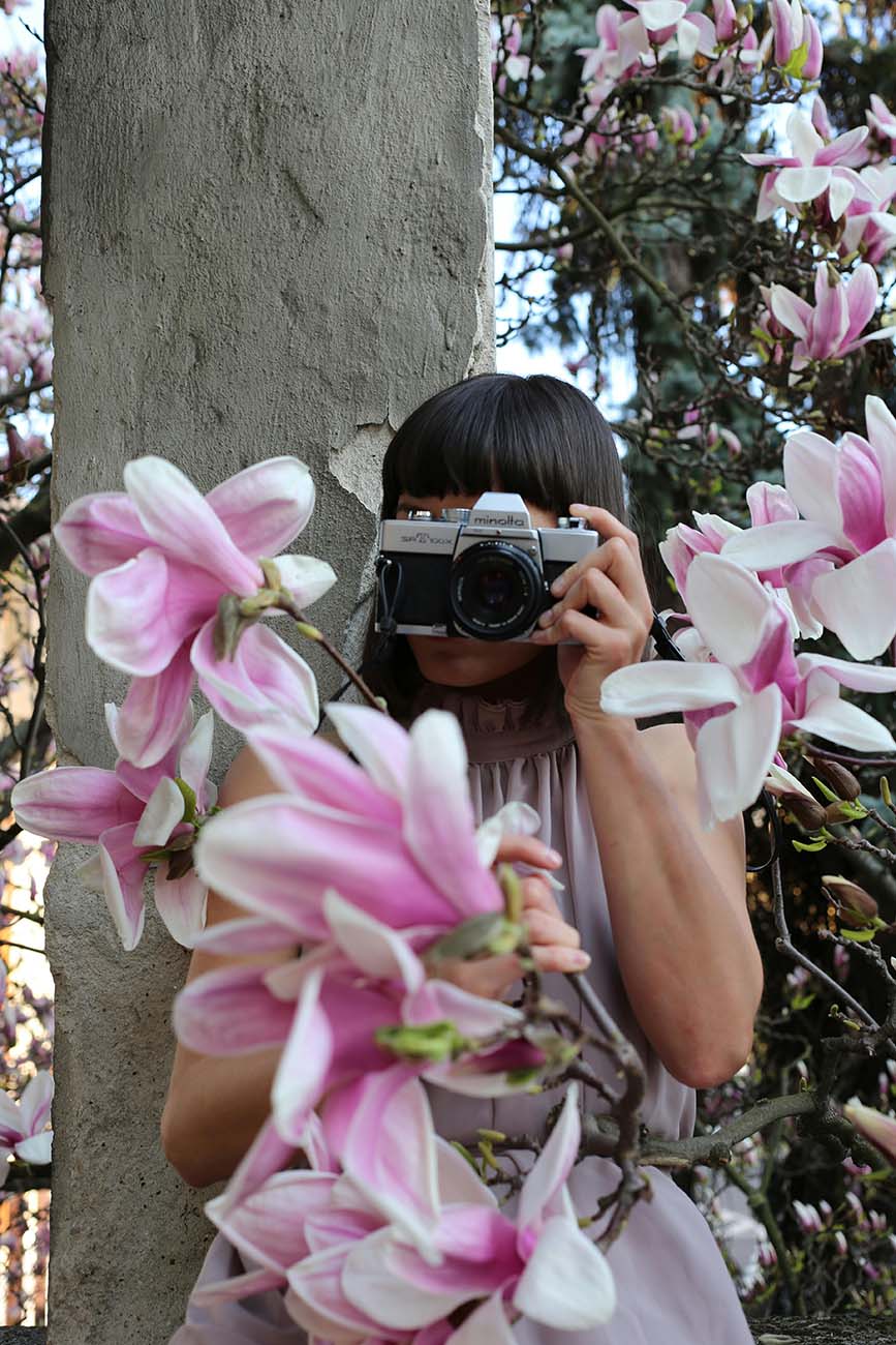 Magnolia blossoms during spring in Manhattan