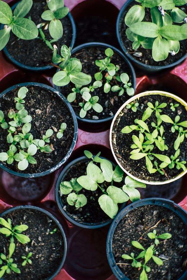 Plants growing in a New York City urban garden