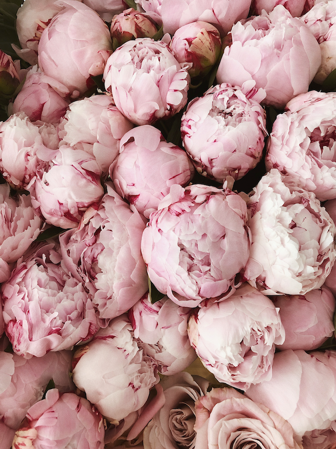 Peonies arranged for a Valentine's Day delivery in NYC