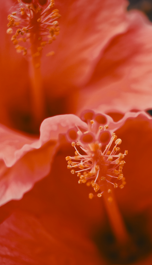 Close-up of a hibiscus flower in bloom